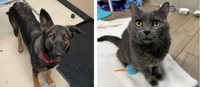 Adoptable animals arrive in San Luis Obispo after Los Angeles fires