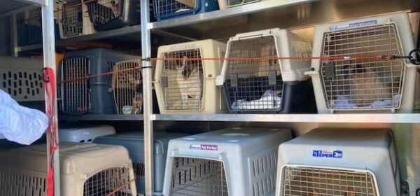 Woods Humane Society helps rescue pets displaced by Los Angeles fires