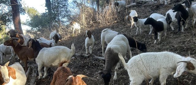 Goats and sheep clear vegetation at Atascadero Cemetery