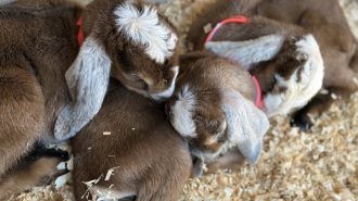 Atascadero farm celebrates birth of 10 baby goats