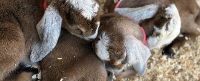 Atascadero farm celebrates birth of 10 baby goats