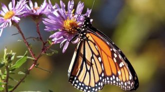 Monarch butterfly count hits second lowest in 28 years