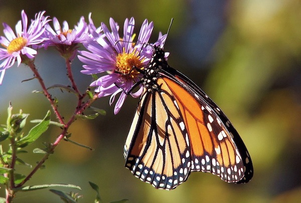 Atascadero to celebrate new Monarch habitat with ribbon cutting