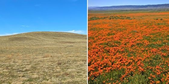 State parks expect limited wildflower bloom this spring