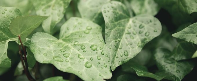 rain drops