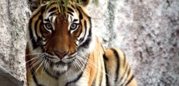 charles paddock zoo tiger