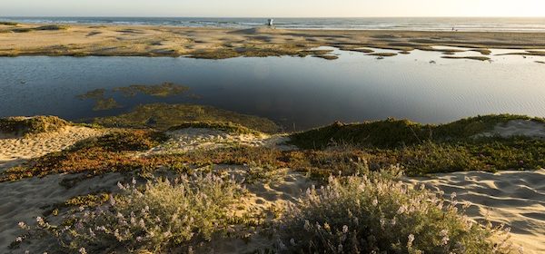 Pismo State Beach Photo by Brian Baer