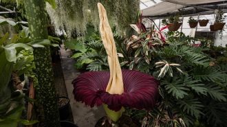 Rare Corpse Flower expected to bloom soon at Cal Poly conservatory