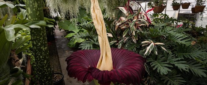 Rare Corpse Flower expected to bloom soon at Cal Poly conservatory