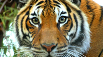 Menderu, the Malayan Tiger at Central Coast Zoo, passes away at 17