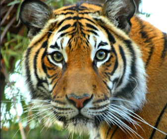 Menderu, the Malayan Tiger at Central Coast Zoo, passes away at 17