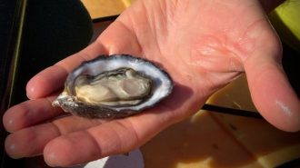 Kayak tour company bring oyster tasting to Morro Bay estuary