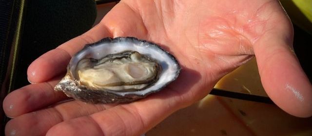Kayak tour company bring oyster tasting to Morro Bay estuary