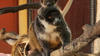 Baby mongoose lemur makes debut at Central Coast Zoo