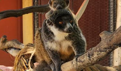 Baby mongoose lemur makes debut at Central Coast Zoo
