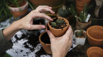plants sale