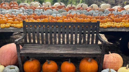 46 Ranch Pumpkin Patch open weekends in Templeton through Nov. 2