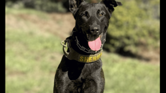 Sheriff’s Office welcomes new K9 to its team