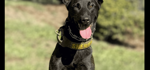 Sheriff’s Office welcomes new K9 to its team