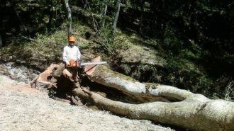 tree service Paso Robles