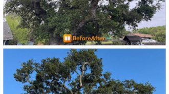 Templeton tree service