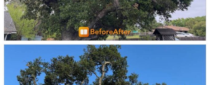 Templeton tree service
