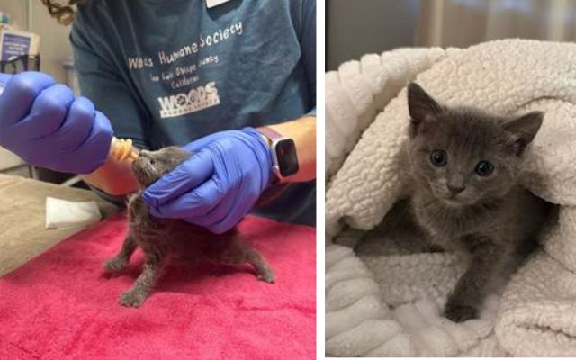Woods Humane Society strengthens veterinary care systems