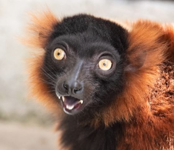Grand opening of Central Coast Zoo’s Madagascar Habitat to be held May 15