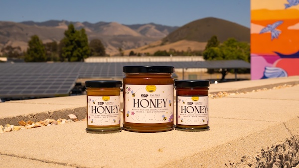 San Luis Obispo County Airport launches onsite apiary