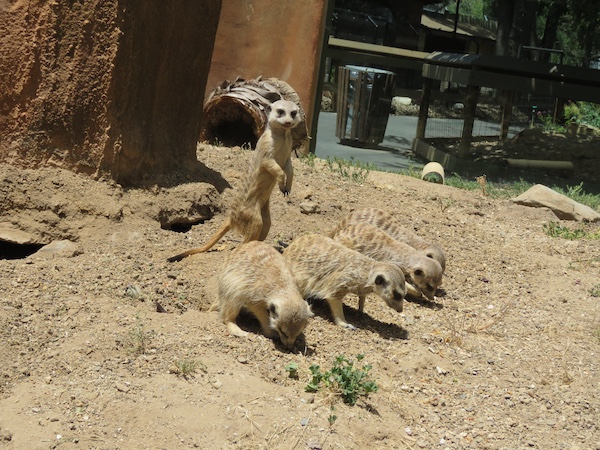 Central Coast Zoo welcomes three new meerkats