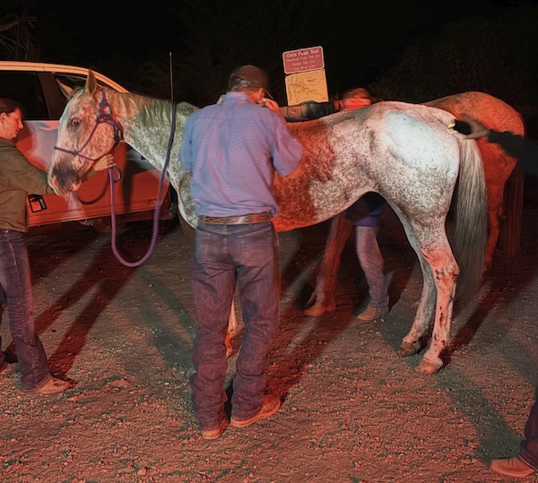 Horse survives 50 foot fall from Montaña de Oro trail