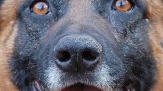Retired San Luis Obispo County Sheriff's Office K9 DJ