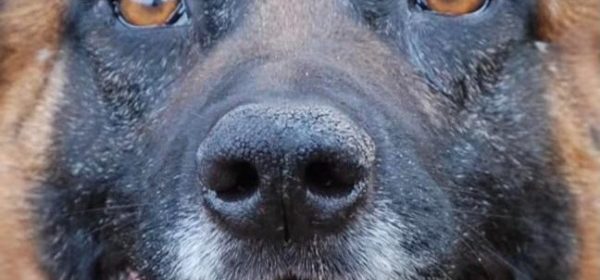 Retired San Luis Obispo County Sheriff's Office K9 DJ