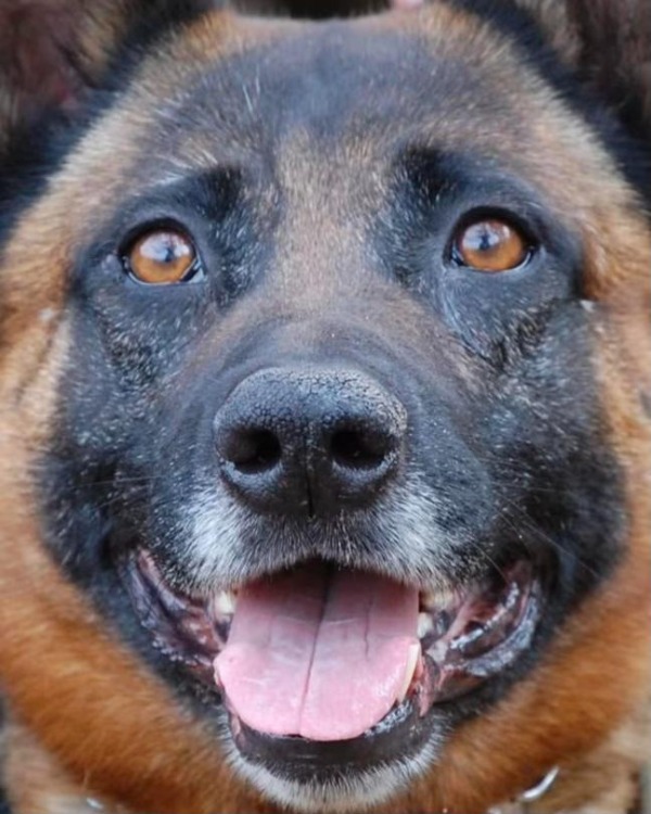 Sheriff’s Office lays former K9 DJ to rest
