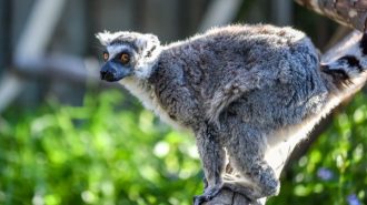 A ring-tailed lemur at the Central Coast Zoo in Atascadero