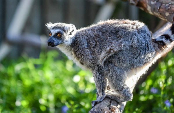 Central Coast Zoo seeks local artist for gift shop merchandise program
