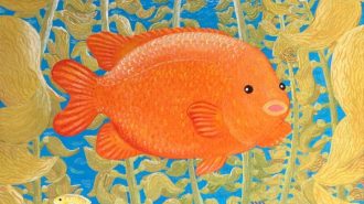 Painting of a bright orange garibaldi swimming through a kelp forest, a winning entry in the California Coastal Commission Coastal Art and Poetry Contest