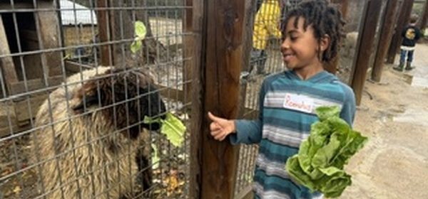 A Monterey Road Elementary student feeding a sheep at Avila Valley Barn