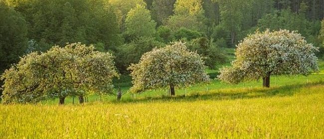 tree service Paso Robles